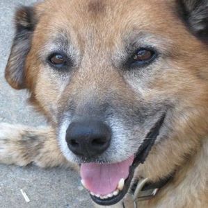 Meet your Posher, Missy